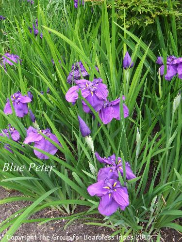 DSCF7487 - Blue Peter